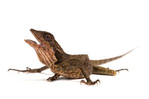 Gonocephalus grandis